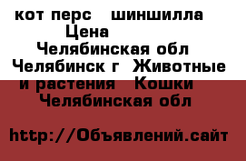 кот перс - шиншилла. › Цена ­ 6 799 - Челябинская обл., Челябинск г. Животные и растения » Кошки   . Челябинская обл.